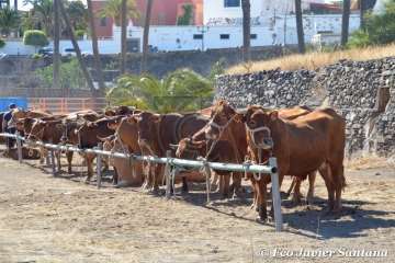 Muestra de ganado de las fiestas del patrono de Telde (Foto  Francisco Javier Santana)